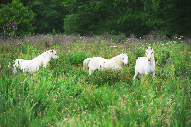 Welsh ponies