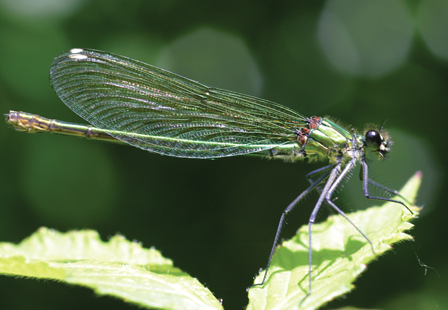 Banded demoiselle