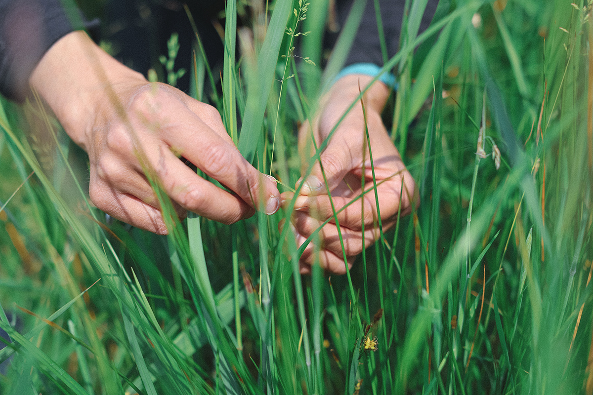 Inspecting grassland habitat Close-up of a person's hands examining tall green grasses and vegetation during a habitat survey.