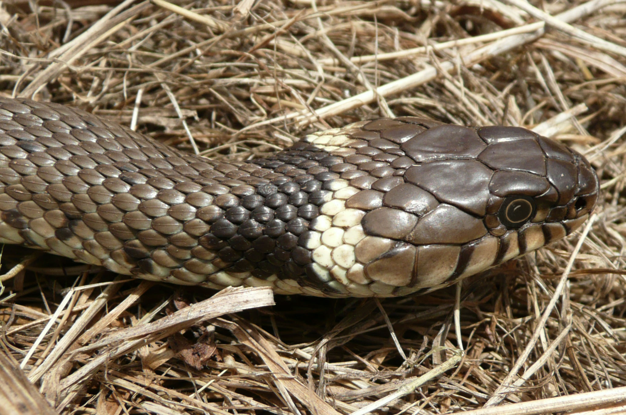female grass snake