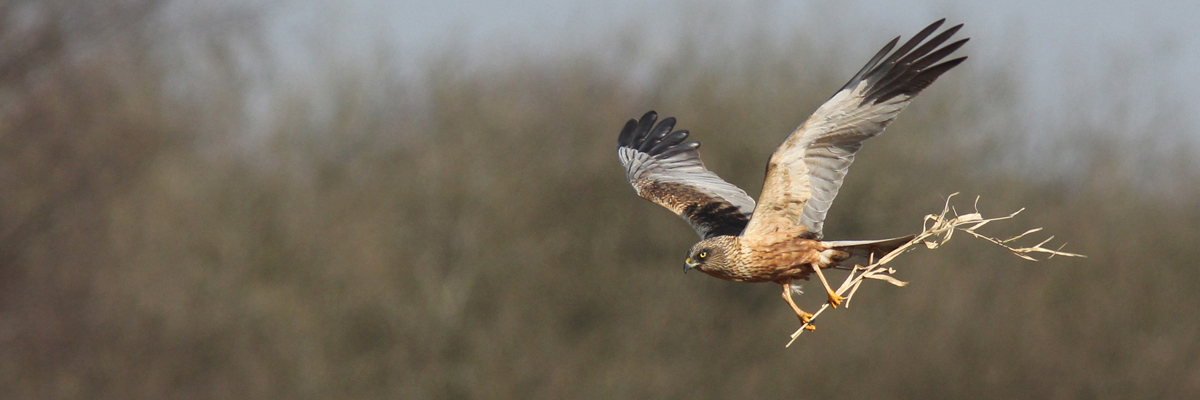 The Marsh Harrier can be seen swooping over the Broads’ grazing marshes and reed beds. Marsh harrier banner