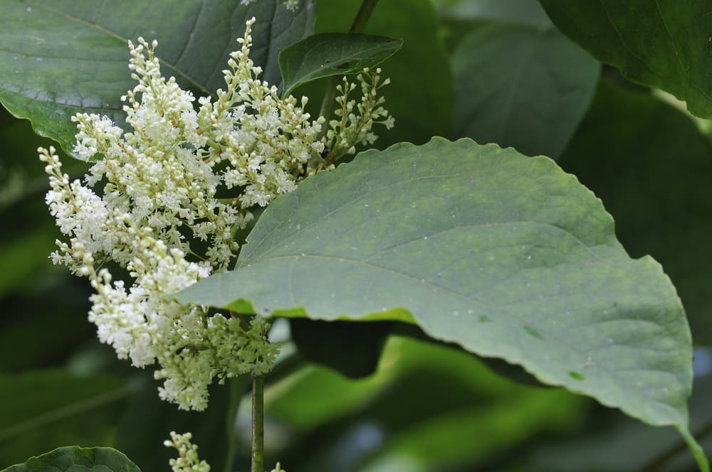 knotweed leaves