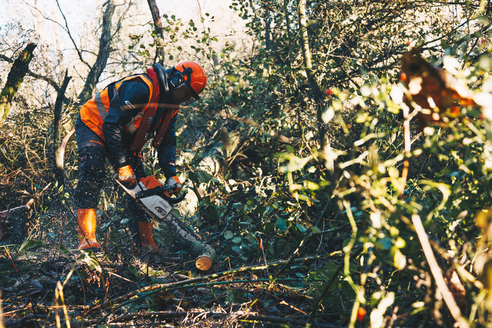 Ongoing tree work in action Ongoing tree work