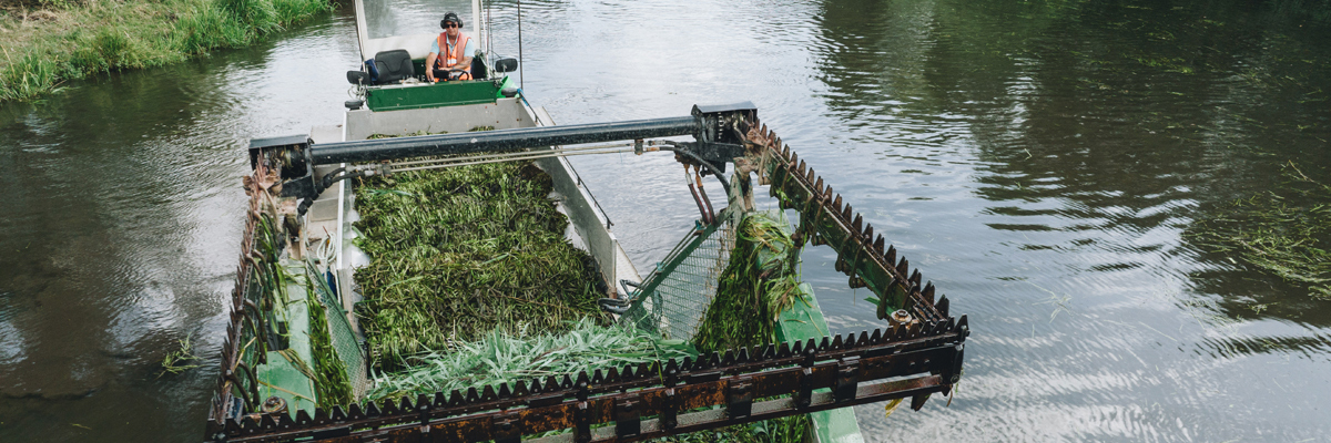 Water plants need appropriate management, as they can have a severe impact on navigation Broads Authority staff member using a floating water plant cutter