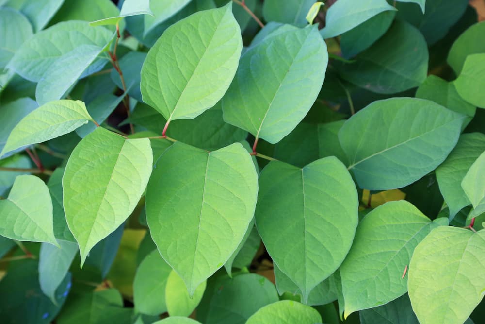 lobed leaf shape