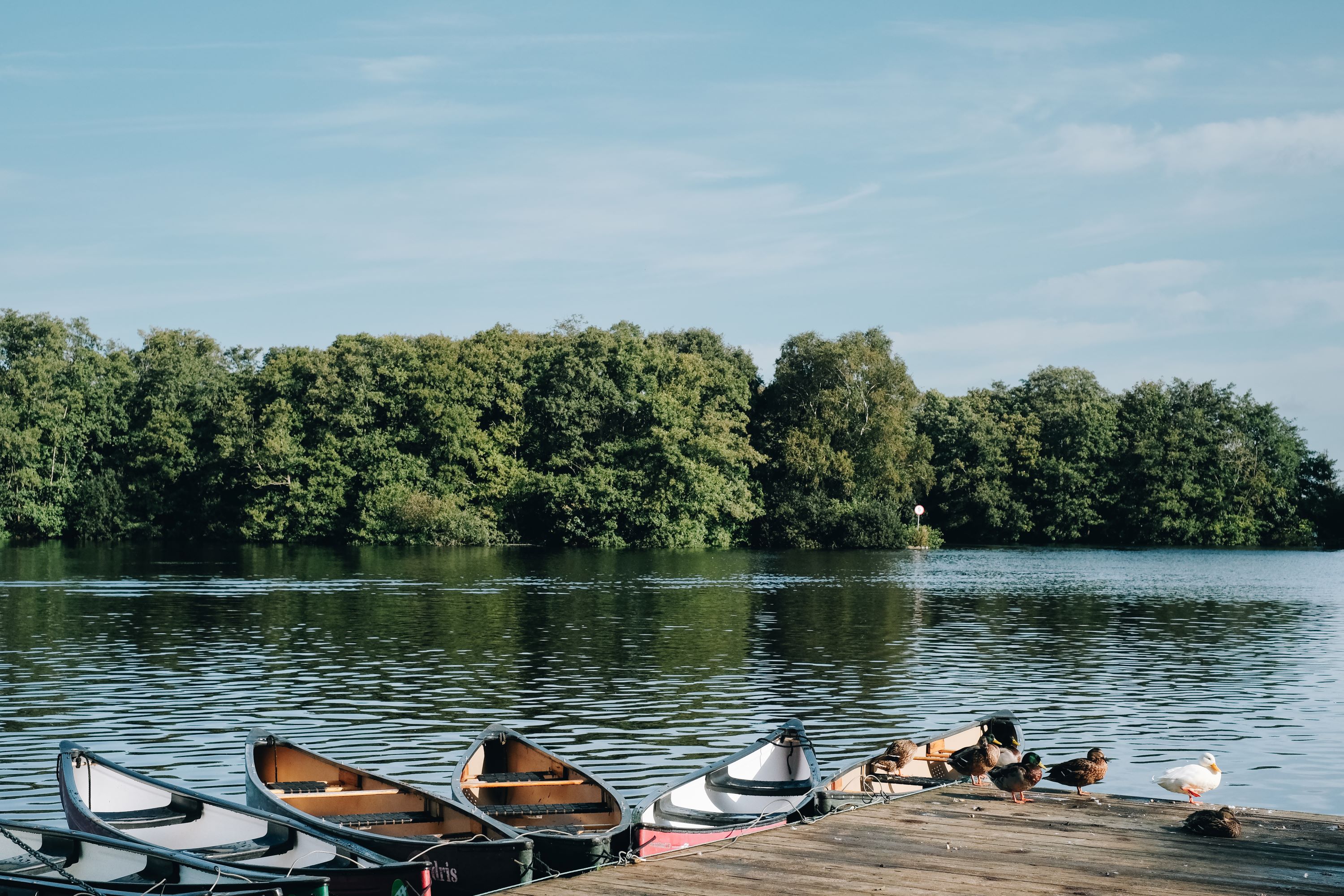 A view over Salhouse Broad Several canoes are tied to a wooden jetty on a calm lake, with ducks resting on the dock and tree‑lined water reflecting under a blue sky.