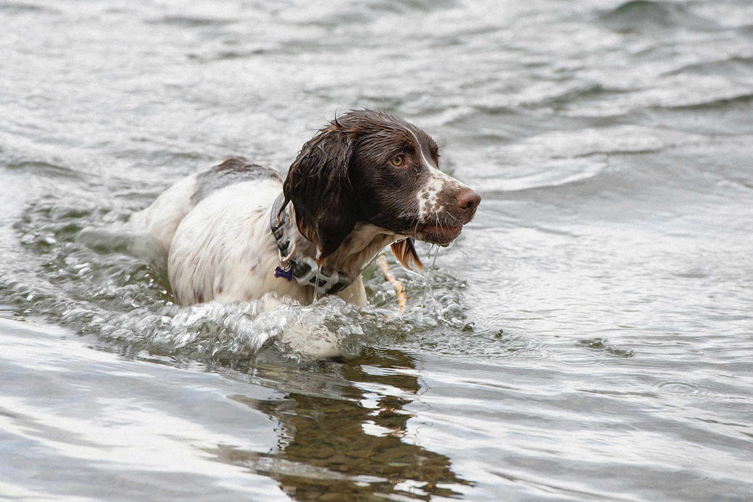 A dog swimming in a body of water A wet brown and white dog, possibly a Springer Spaniel, wading through shallow water with ripples around it