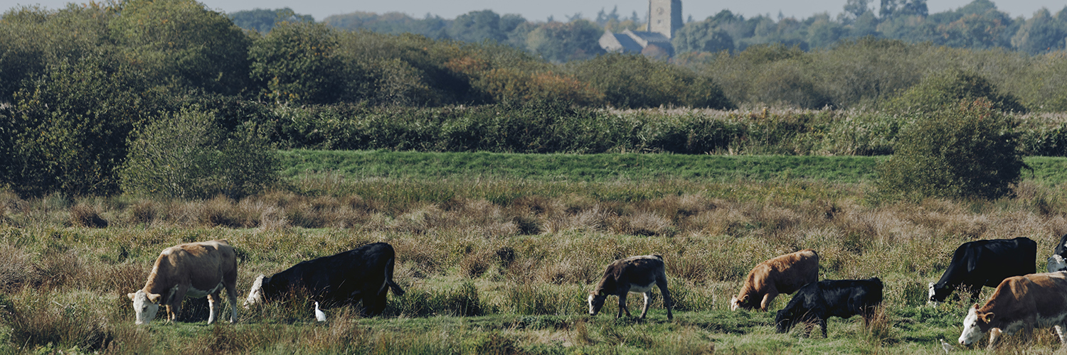 A group of cows grazing on grassy marshland with trees and a church visible in the distant background under a clear sky.