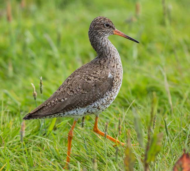 Redshank by Karen Bullock