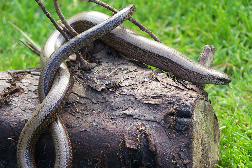 slow worm