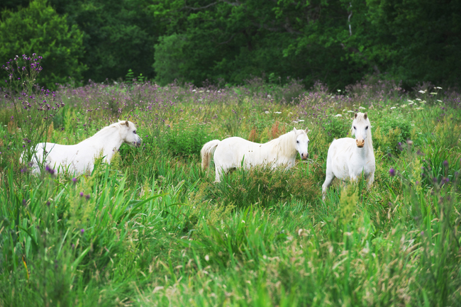 Welsh ponies Welsh ponies