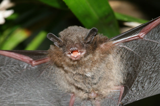 Pipistrelle bat