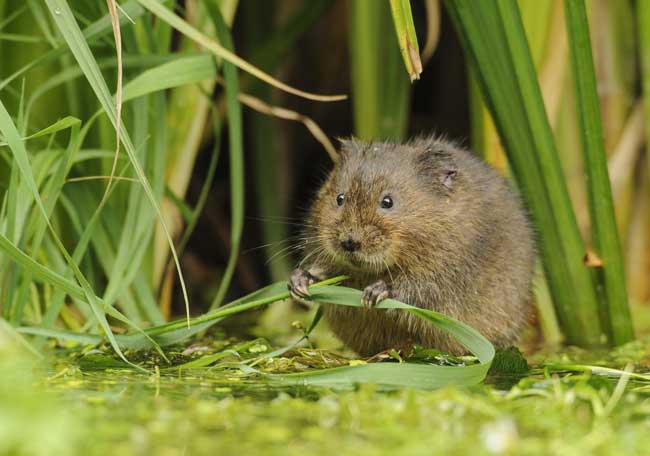 Water vole by Terry Whittaker/2020Vision