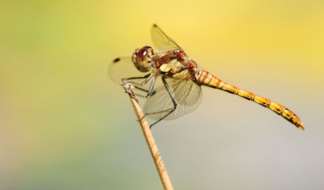 Common darter dragonfly