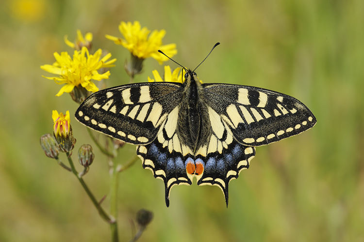 swallowtail copyright terry whittaker 2020vision