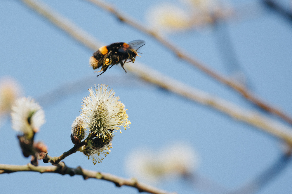 bee blossom thumbnail