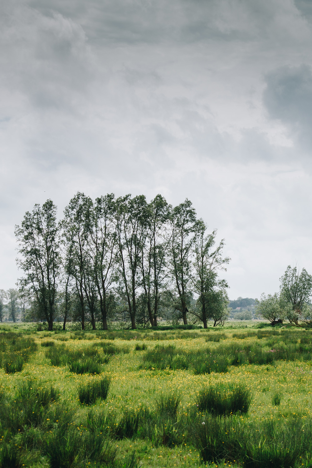 Willow trees along the River Waveney 