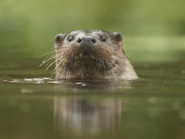 Otter by Luke Massey/2020Vision