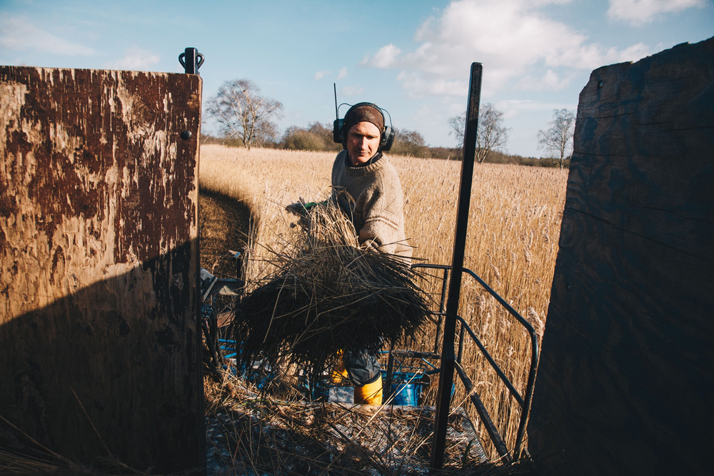 Reedcutter harvesting reed