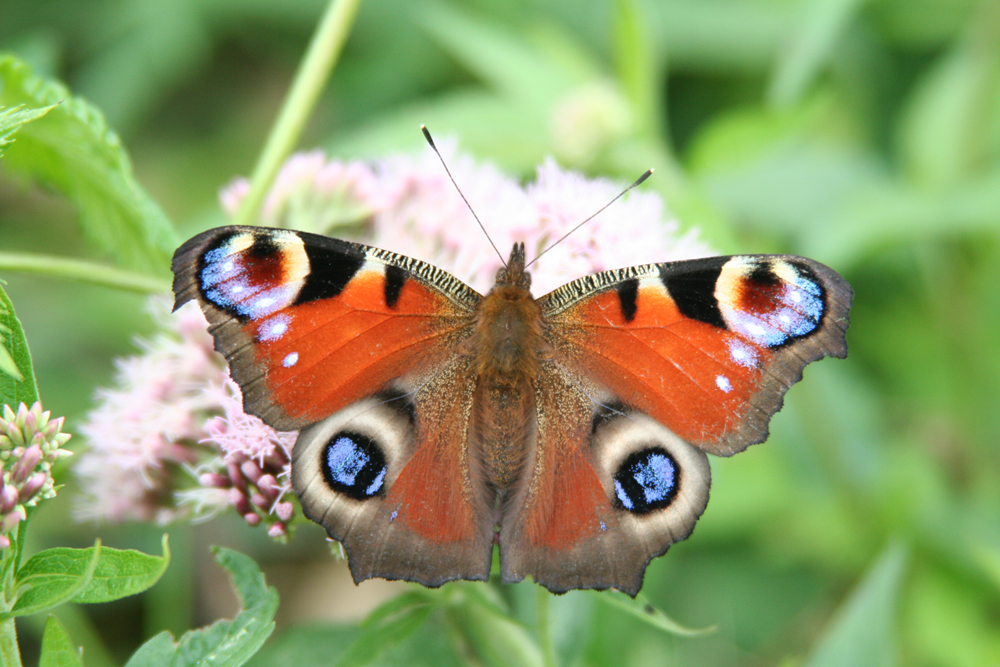 peacock butterfly copyright jackie dent