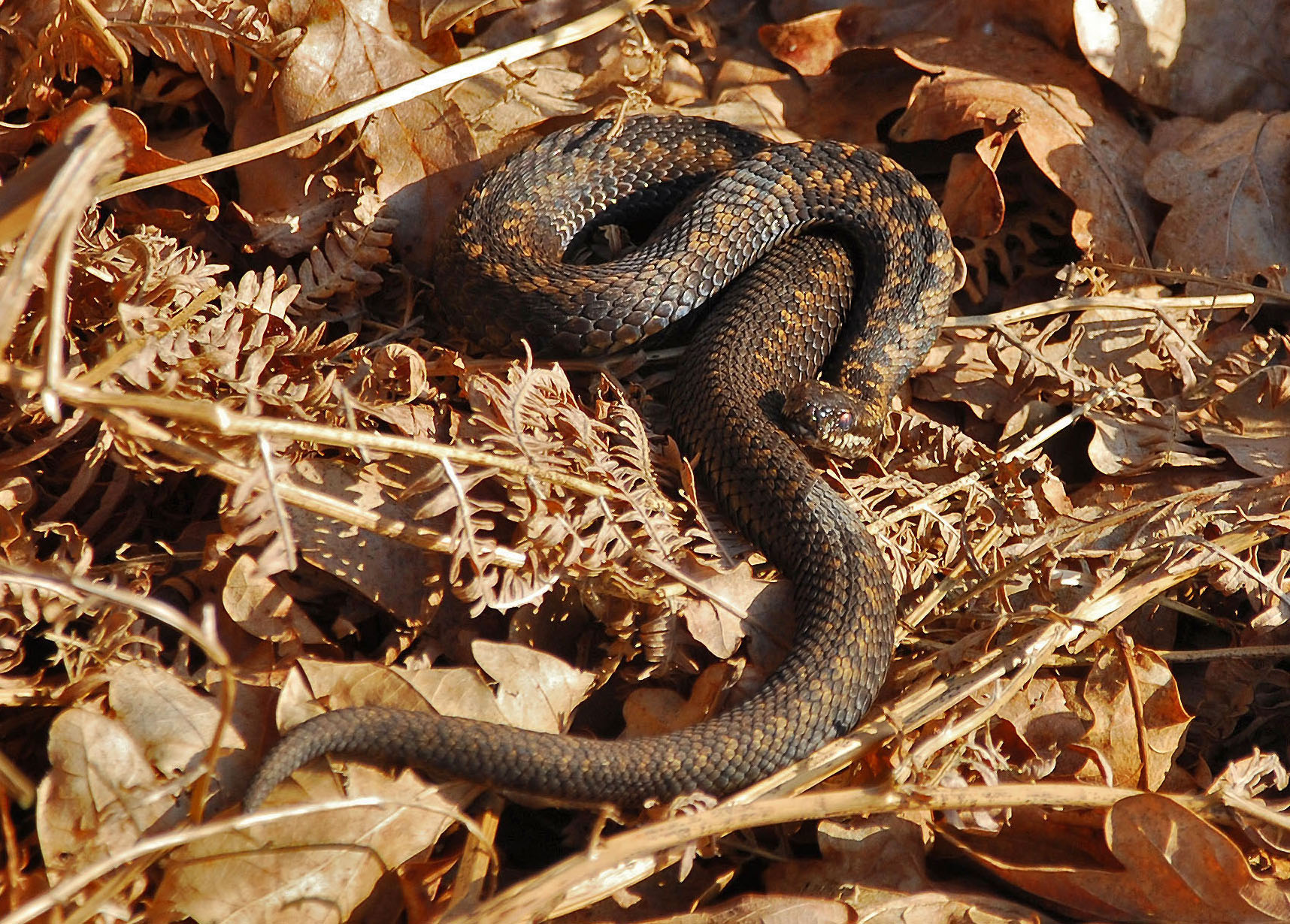 Female adder