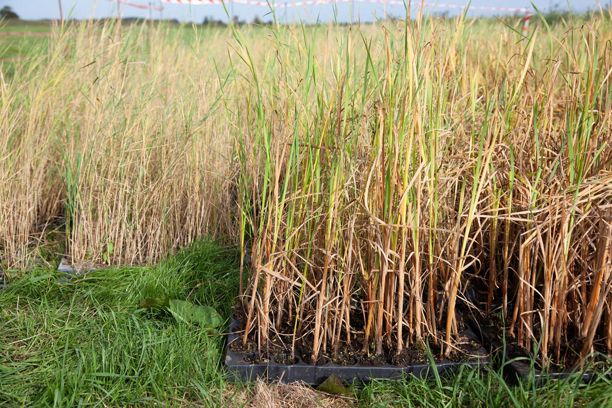 New reed being planted at Horsey