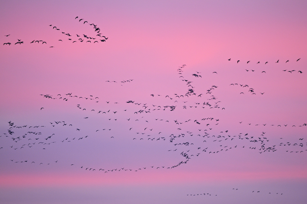 Pink footed geese