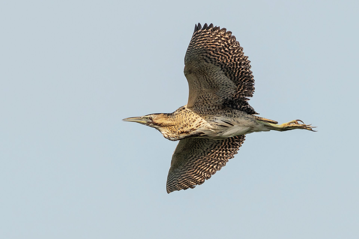 bittern in flight by bob frewin