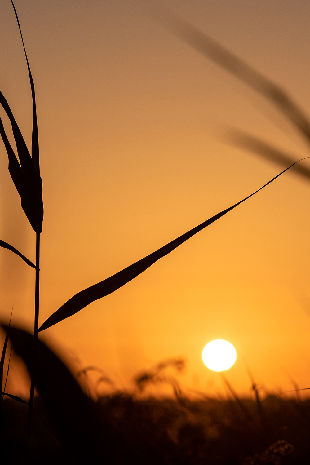 Sunset behind the reeds sunset behind reeds at hickling