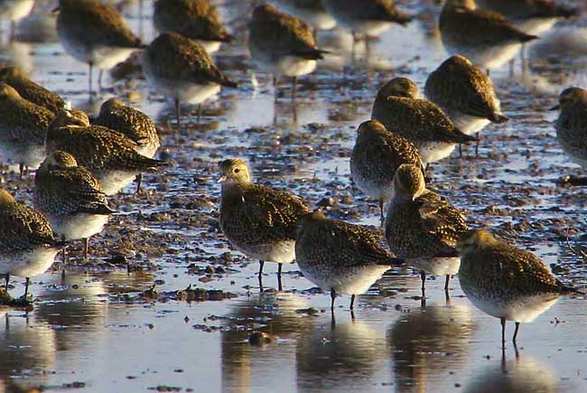 Golden plover by Tony Sutton