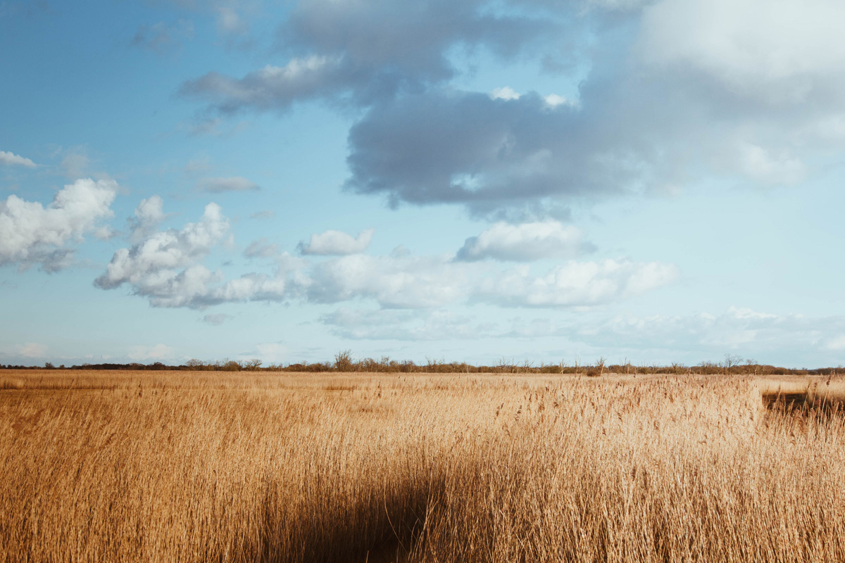 broads reedbed