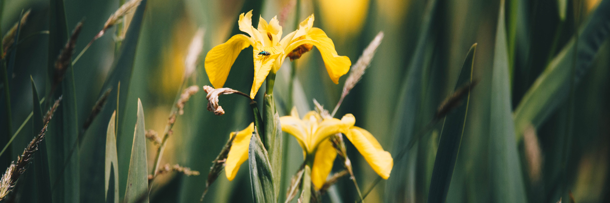 Yellow (Flag) Iris, by Tom Barrett