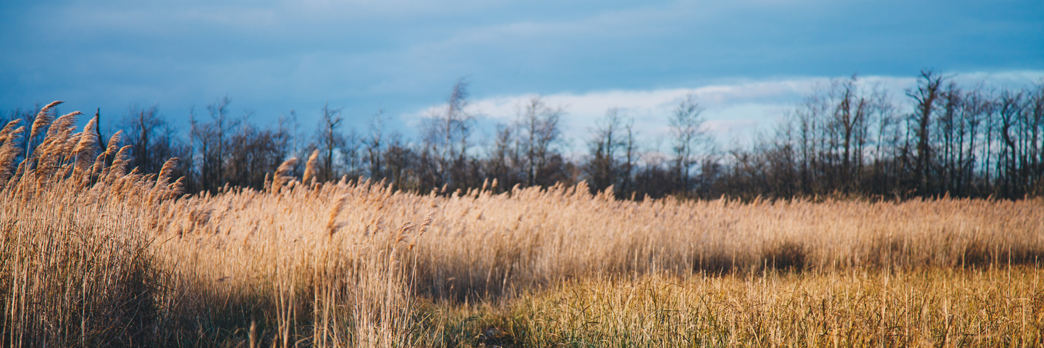 Views across Reedham Water