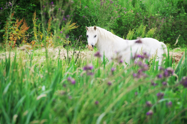 One of the 25 ponies grazing the Broads Welsh pony