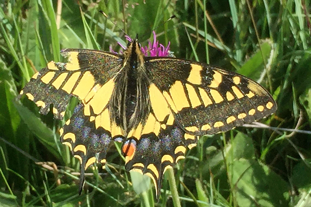 A swallowtail spotted by Kath swallowtail image taken by kath