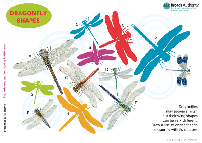 Dragonfly Shapes 