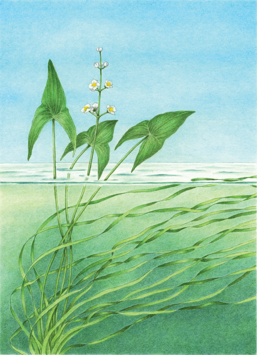 Sagittaria sagittifolia