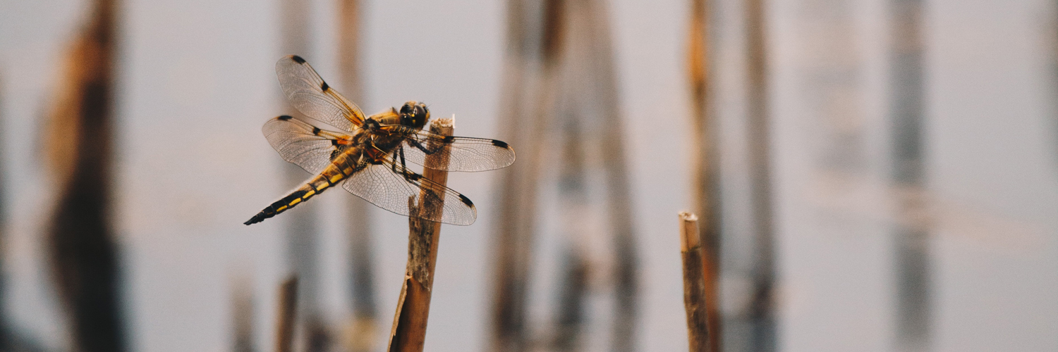 Four spotted chaser dragonfly perched on a reed