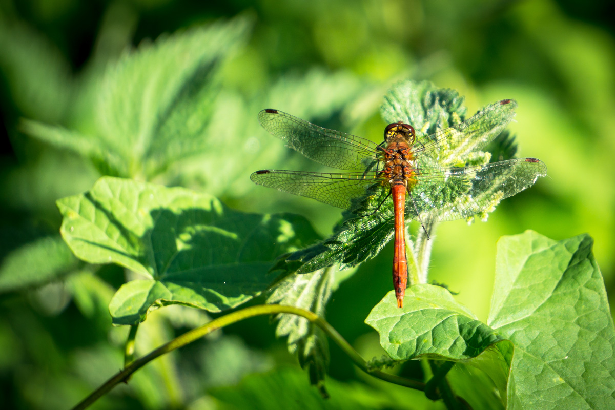 Recording a Common Darter Dragonfly © Chris Hill common darter dragonfly copyright chris hill