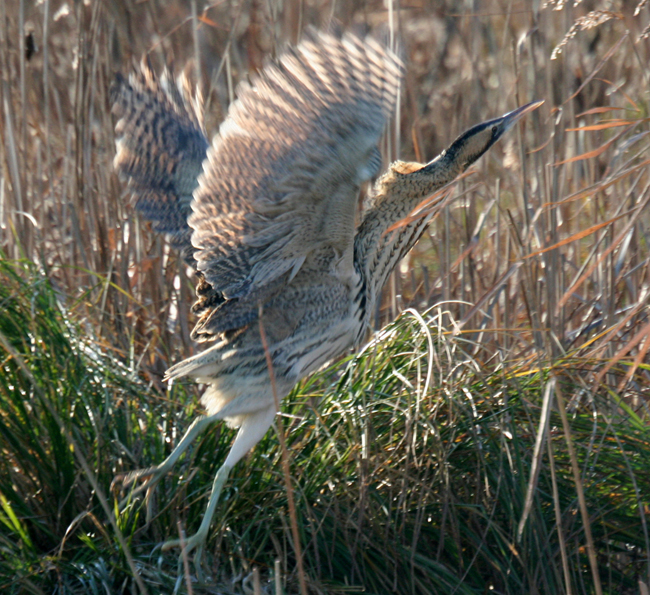 Bittern