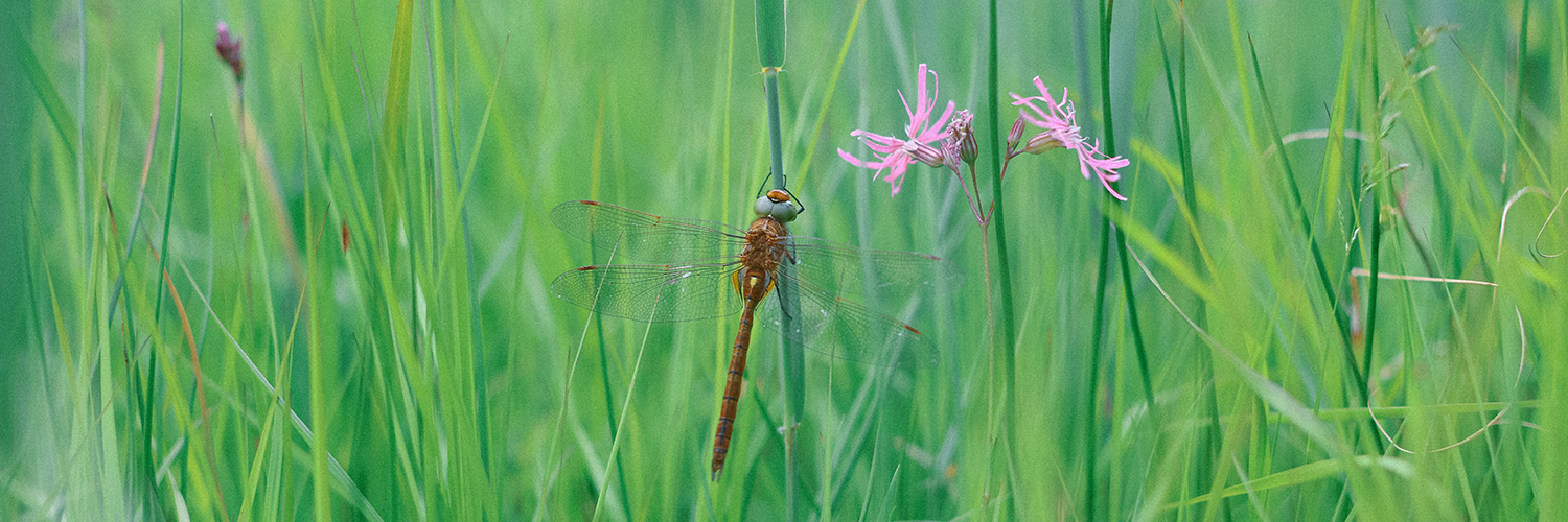 A Norfolk Hawker Dragonfly