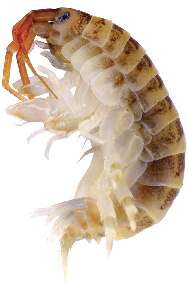 a close up of the killer shrimp