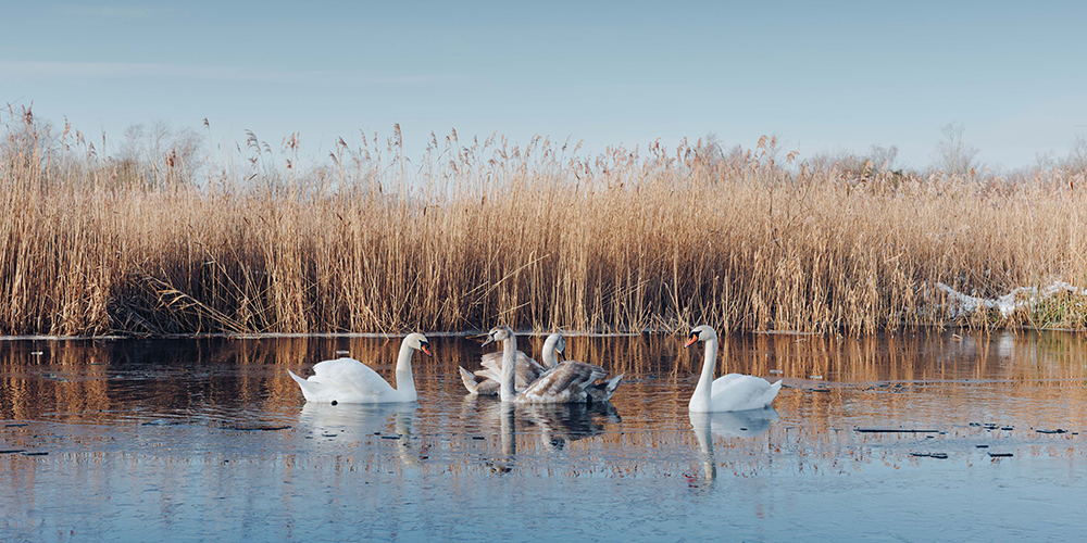 A group of swans on the river at How Hill on a wintry day, with reeds in the background