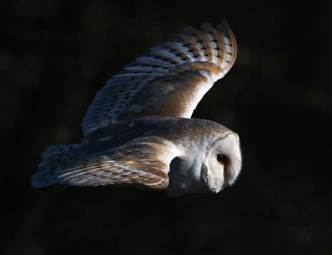 Barn owl by David Tipling