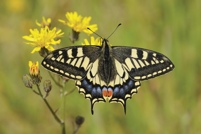 Swallowtail Butterfly