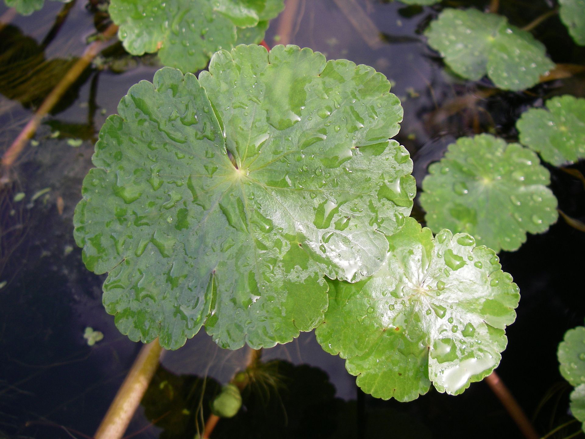 floating pennywort leaf