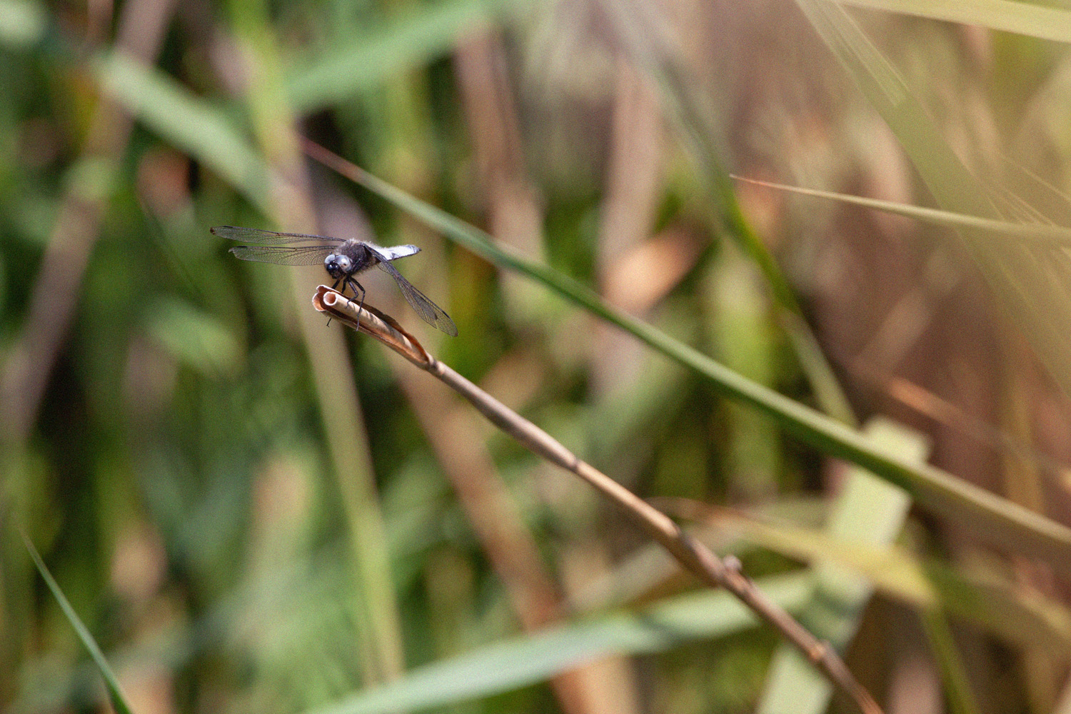 blue dragonfly perched on some reed