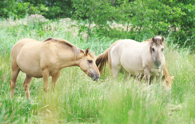 Konik ponies grazing at Clayrack Marshes