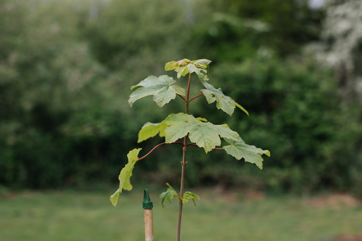 The planted sycamore sapling at How Hill Sycamore sapling