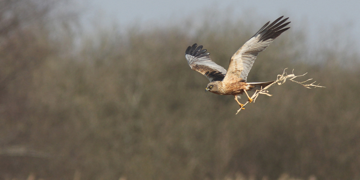 Marsh harrier flying over a reedbed